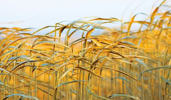 Triturador de eixo duplo série GD—Especialista em trituração de biomassa para palha de arroz e grama Napier