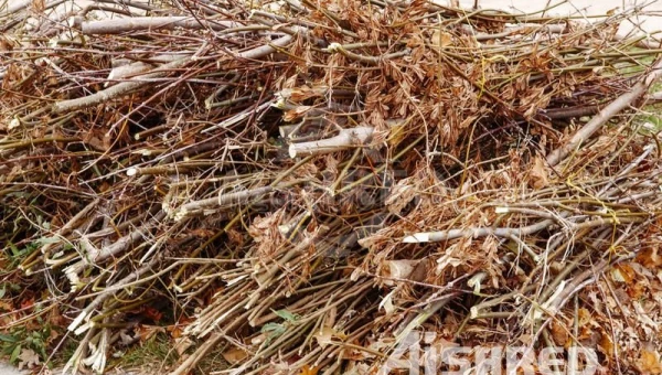 Triturador de eixo duplo para processamento de resíduos verdes e biomassa